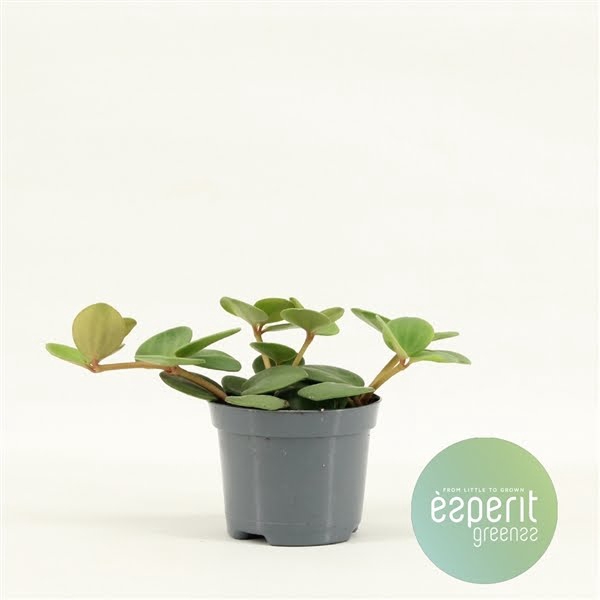 <h4>Peperomia Hope</h4>