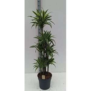 Dracaena fr de 'LemonLime'