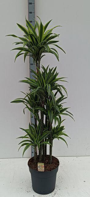 <h4>Dracaena fr de 'LemonLime'</h4>