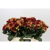 Dahlia Creme de Cognac