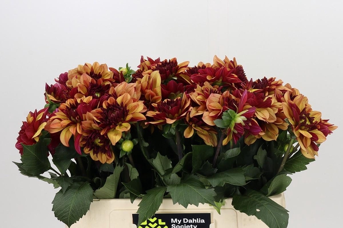 <h4>Dahlia Creme de Cognac</h4>