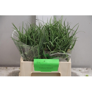 Fritillaria Meleagris