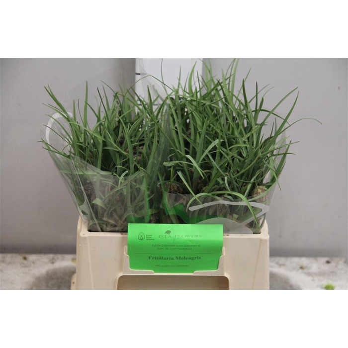 <h4>Fritillaria Meleagris</h4>