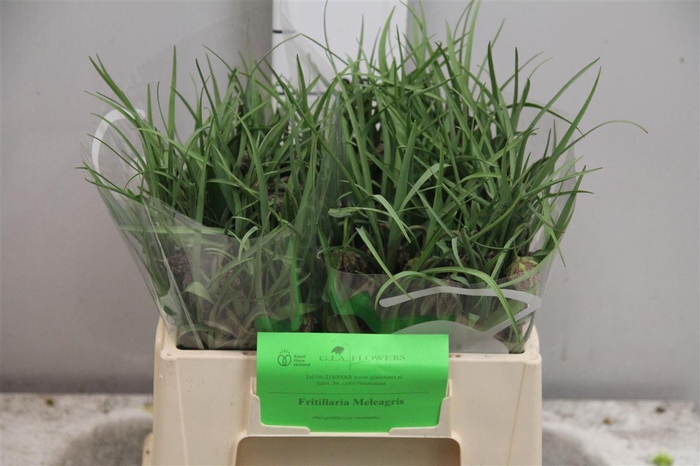 <h4>Fritillaria Meleagris</h4>