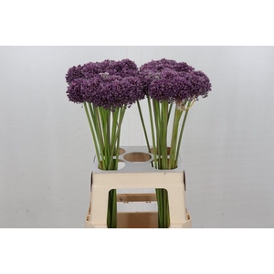 ALLIUM MRS BOUQUET ALLIUM MRS BOUQU