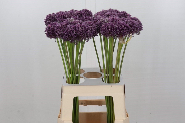 <h4>ALLIUM MRS BOUQUET ALLIUM MRS BOUQU</h4>