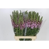 Antirrhinum Potomac Lavender