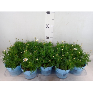 Argyranthemum  'La Rita Comp White'