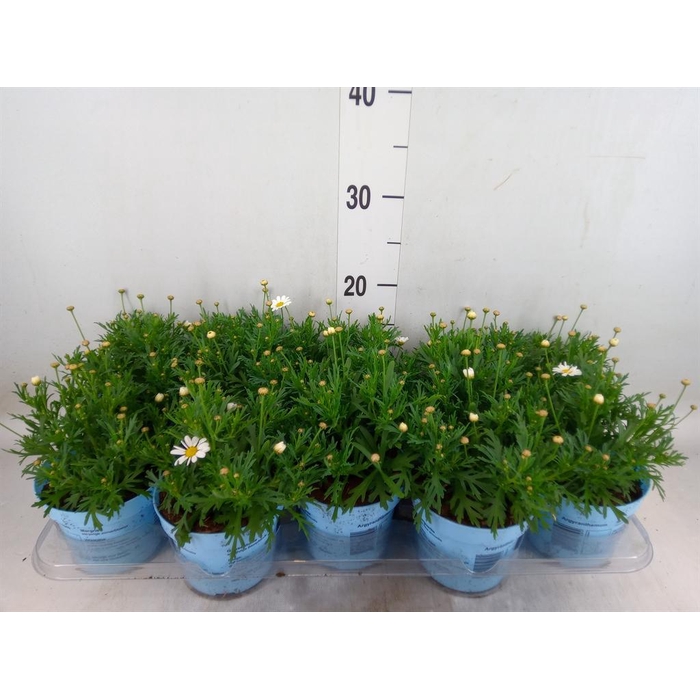 <h4>Argyranthemum 'La Rita Comp White'</h4>