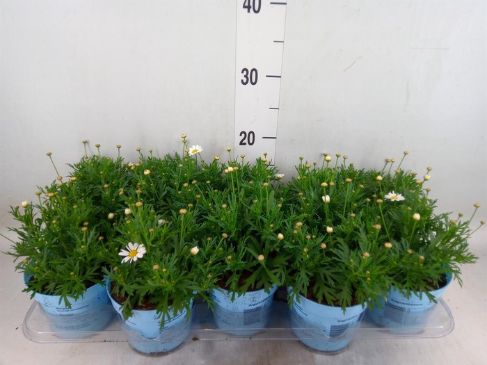 <h4>Argyranthemum 'La Rita Comp White'</h4>