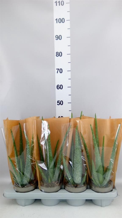<h4>Aloe vera</h4>