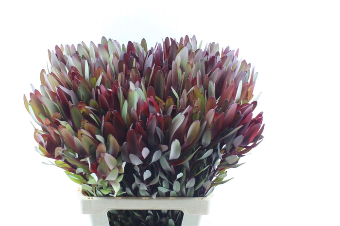 <h4>Leucad Saf Sunset</h4>