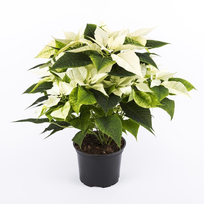 <h4>EUPHORBIA PULCHER P17 WIT</h4>