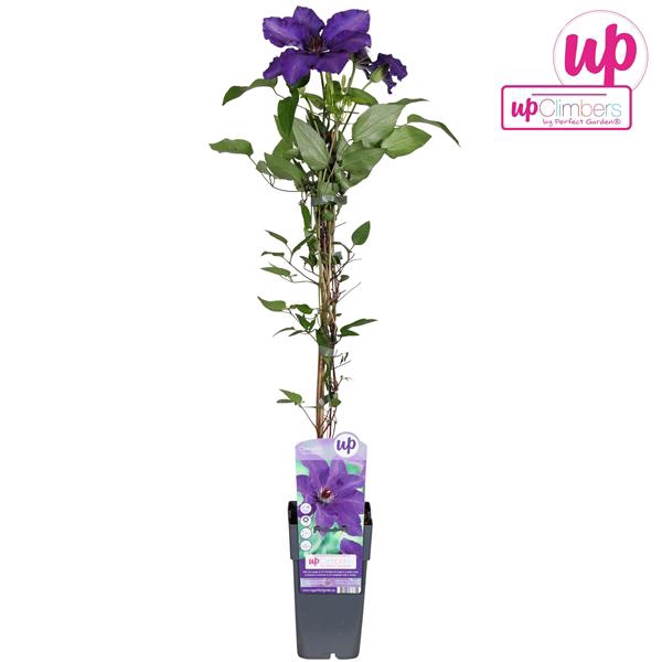 <h4>Clematis The President P15</h4>