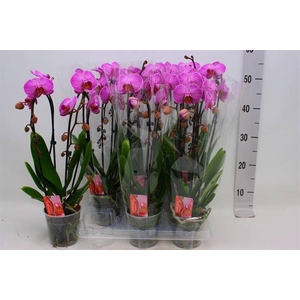 PHAL CASCADE PINK 2 TAK