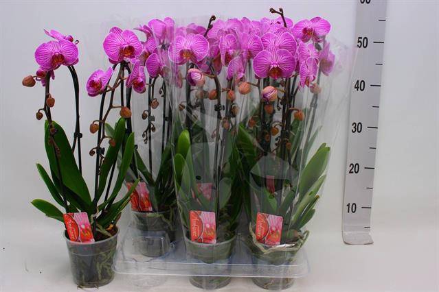 <h4>PHAL CASCADE PINK 2 TAK</h4>
