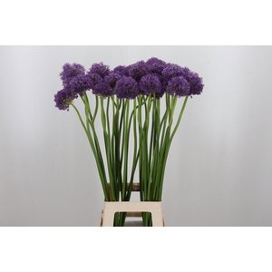 Allium Gladiator