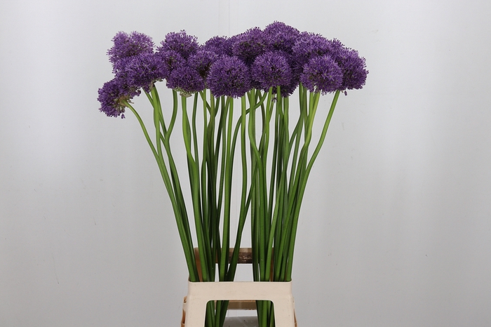 <h4>Allium Gladiator</h4>