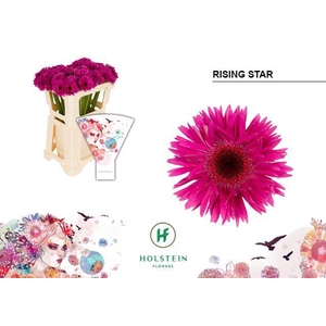 GE MI RISING STAR
