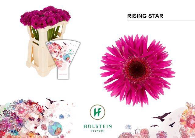 <h4>GE MI RISING STAR</h4>