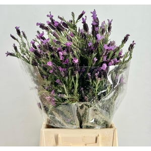 Lavandula stoechas (per bunch)