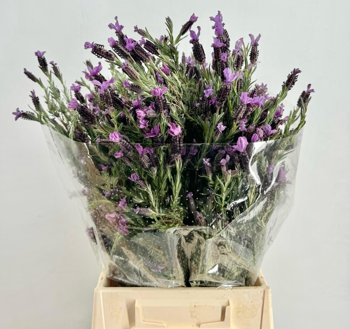 <h4>Lavandula stoechas (per bunch)</h4>