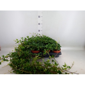 Hedera helix 'Shamrock'