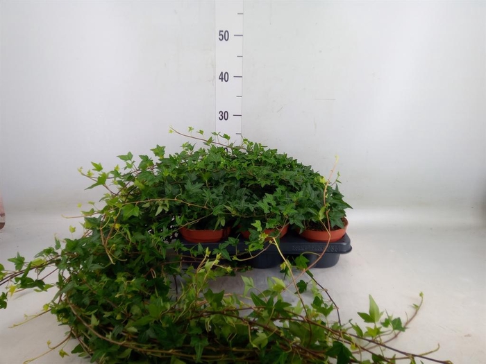 <h4>Hedera helix 'Shamrock'</h4>