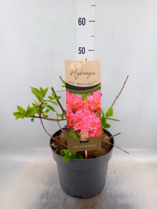 <h4>Hydrangea pan.</h4>