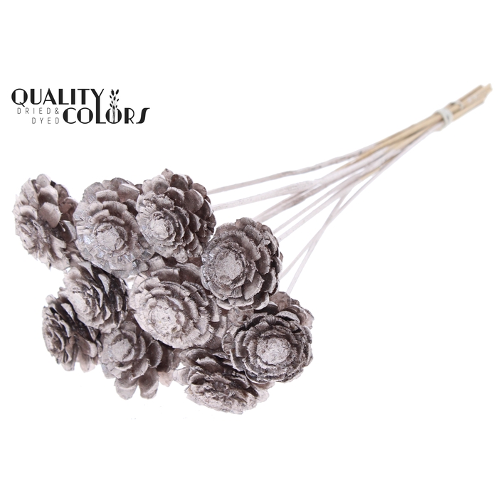 <h4>Pine cone cut 5-7cm on stem Champagne</h4>