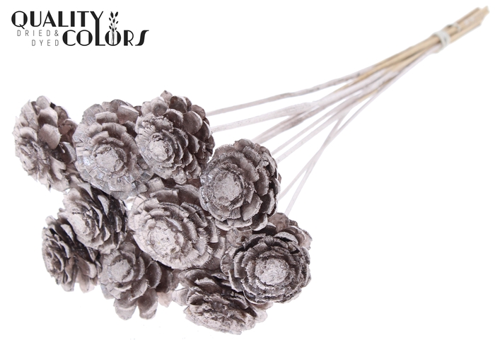 Pine cone cut 5-7cm on stem Champagne