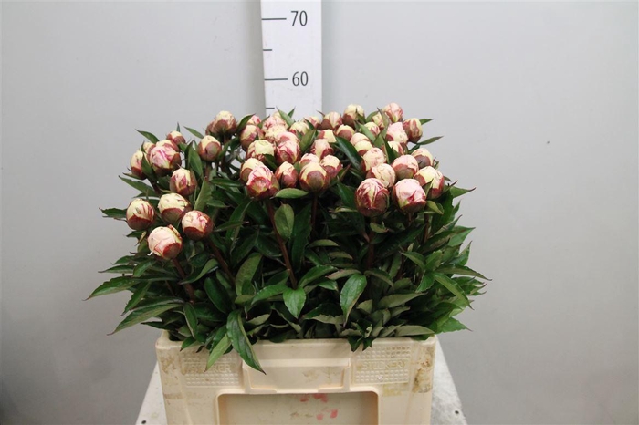 <h4>Paeo Shirle Temple</h4>