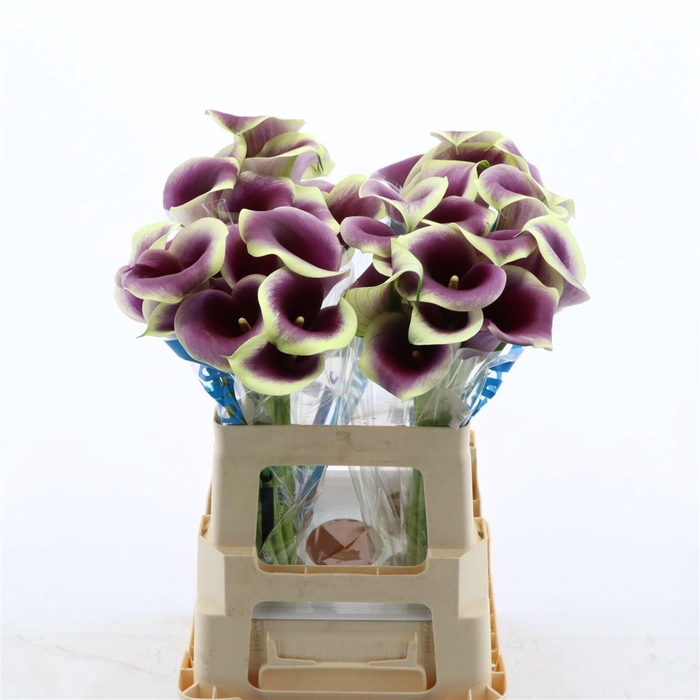 <h4>Calla Ranomi</h4>