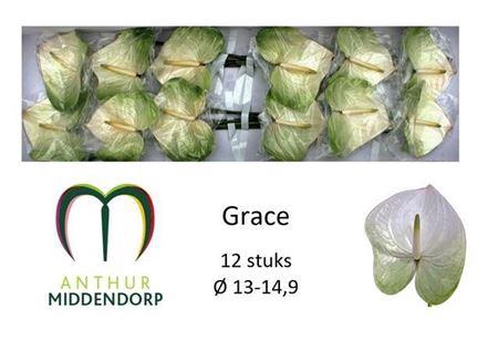 <h4>Anth A Grace X12</h4>