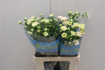 <h4>Ran Butterfly Keramos 70cm</h4>