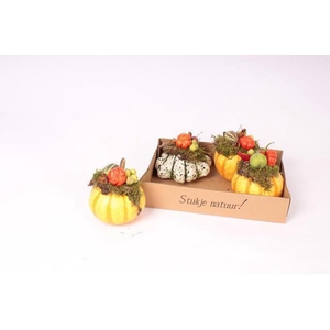 CUCURBITA