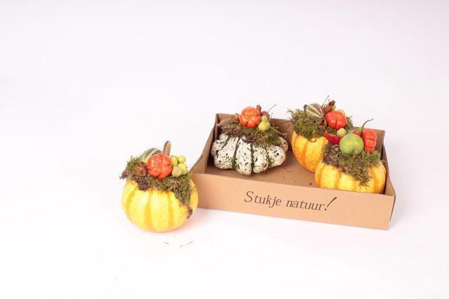 <h4>Cucurbita</h4>