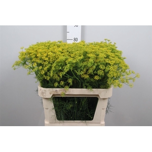 Anet Graveolens