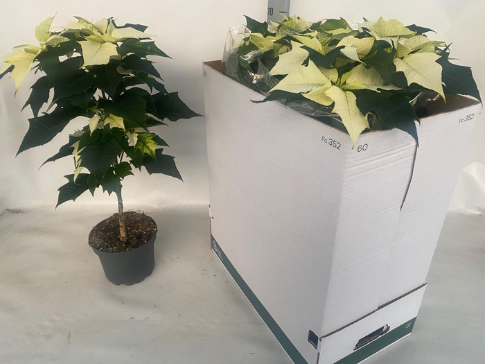 <h4>EUPHOR P ALASKA</h4>