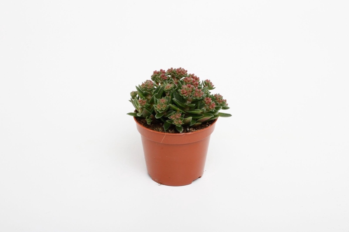<h4>Crassula Schmithii</h4>