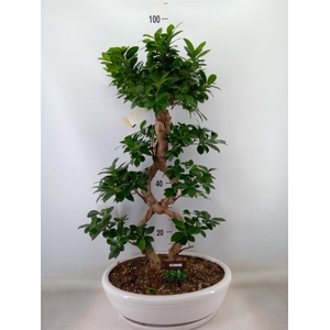 Ficus microcarpa 'Ginseng'