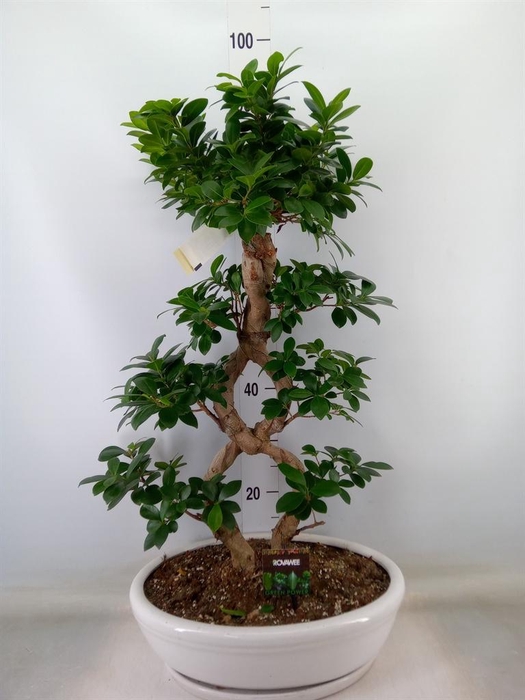 <h4>Ficus microcarpa 'Ginseng'</h4>