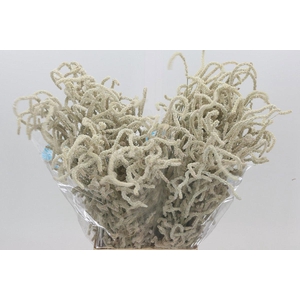 AMAR YEARMING DESERT