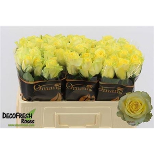 R Gr Minion Rose