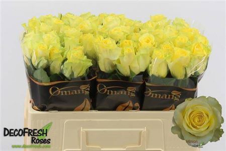 <h4>Rosa grootbloemig Minion Rose</h4>
