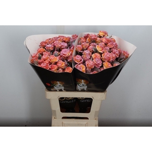 R Tr Wx Flaming Oceana Xl