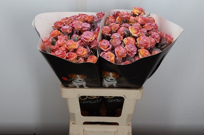 <h4>R Tr Wx Flaming Oceana Xl</h4>