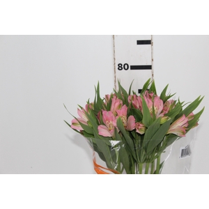 ALSTROEMERIA DUBAI 080 CM