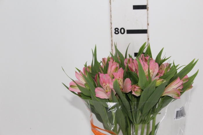 <h4>ALSTROEMERIA DUBAI 080 CM</h4>