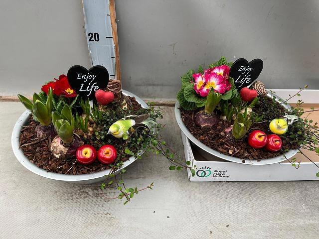 <h4>ARR BOL KNOLGEWAS</h4>